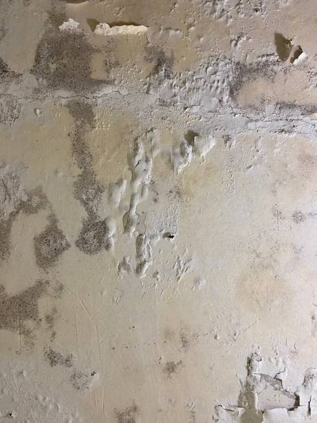 Best Residential Mold Removal  in Port Royal, SC
