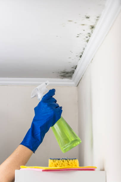 Best Mold Removal Specialists  in Port Royal, SC