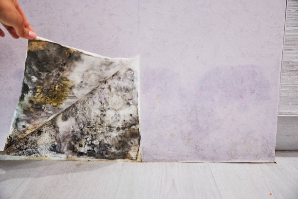 Best Mold Remediation  in Port Royal, SC